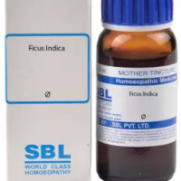 SBL Ficus Indica Mother Tincture Q 30ml