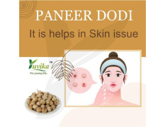 YUVIKA Paneer Dodi - Paneer Ke Phool - Withania Coagulan 250 Grams