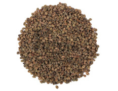 Yuvika Ajmod - Apium Graveolens - Celery Seeds 100 Grams