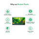 Kerala Ayurveda Brahmi Pearls 40 Capsules | Improves Cognitive Functions | Sharpens Mind | Supports Memory, Retention, and Concentration and Grasping Power | 100% Ayurvedic Brahmi Capsules