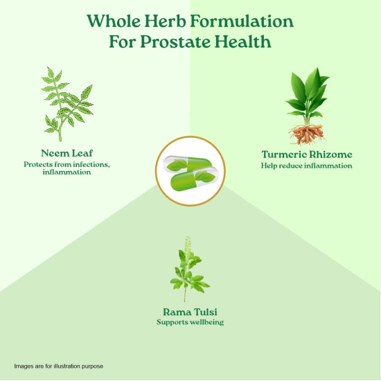 A TATA Product - Organic India Prostate Care - 60 Veg Capsules, Supports Healthy Prostate & Urinary Tract Function & Restore Energy Level, Immunity & Male Reproductive Vitality, GMP & NPOP Certified