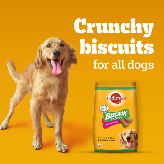 Pedigree Biscrok Biscuits (Above 4 Months) Dog Treats, Chicken with Milk Flavour, 500 g, Source of Calcium, Goodness of 15% Protein