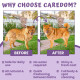 Caredom Dry Shampoo for Dogs & Cats | Waterless Dog Shampoo Spray with Lavender | Dry Bath for Cats | Fresh & Clean for Pets | Wash Grooming Spray (200 ml)