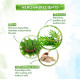 Mamaearth Tea Tree Body Wash With Tea Tree & Neem, Shower Gel For Skin Purification – 300 ml