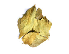 Yuvika Harshringar Patta - Parijaat Leaves - Nyctanthes Arbor-Tristis - Night Jasmine 100 Grams