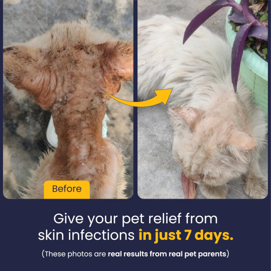 FUR BALL STORY Eczo Pet Anti Fungal & Anti Bacterial Cream|Itchy Skin Treatment for Dogs & Cats | Helps with Eczema, Ringworm, Dermatitis & Skin Infections | Ayurvedic Vet-Approved Formula 60gm