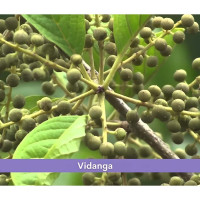 minature Vidanga Powder (Embelia Ribes)| Pure and Natural | Also known as false black pepper | Vegan Gluten Free | Herbal Supplement | 227gram