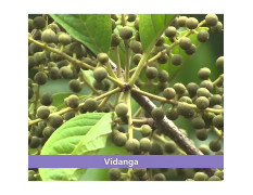 minature Vidanga Powder (Embelia Ribes)| Pure and Natural | Also known as false black pepper | Vegan Gluten Free | Herbal Supplement | 227gram