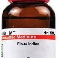 Dr. Willmar Schwabe India Ficus Indica Q 30 ML (Pack of 2)