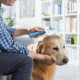 Amazon Basics Self Cleaning Slicker Pet Grooming Brush | Pet Cleaning Tool Suitable for All Pets | Rectangular Shape