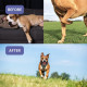 Absolut Pet Hip and Joint-Supplements for Dogs Chews That Improve Mobility & Bone Strength with Glucosamine, Chondroitin & Collagen (30 Chews)