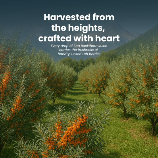 Krishna's Sea Buckthorn Juice – Herbal Blend Wellness Drink, Rich Source of Omega 3, 6, 7 & 9, No Added Sugar & No Extracts - (500 ml) Pack of 1