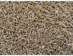 Yuvika Jeera Safed - Cuminum Cyminum - White Cumin Seeds 100 Grams