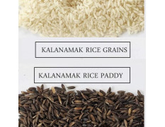 Pitaamah Kala Namak Rice | 2kg | Aromatic Rice | Unpolished | Buddha Rice | Diabetic Friendly | GI Tag | Directly from Siddharthnagar Farmers